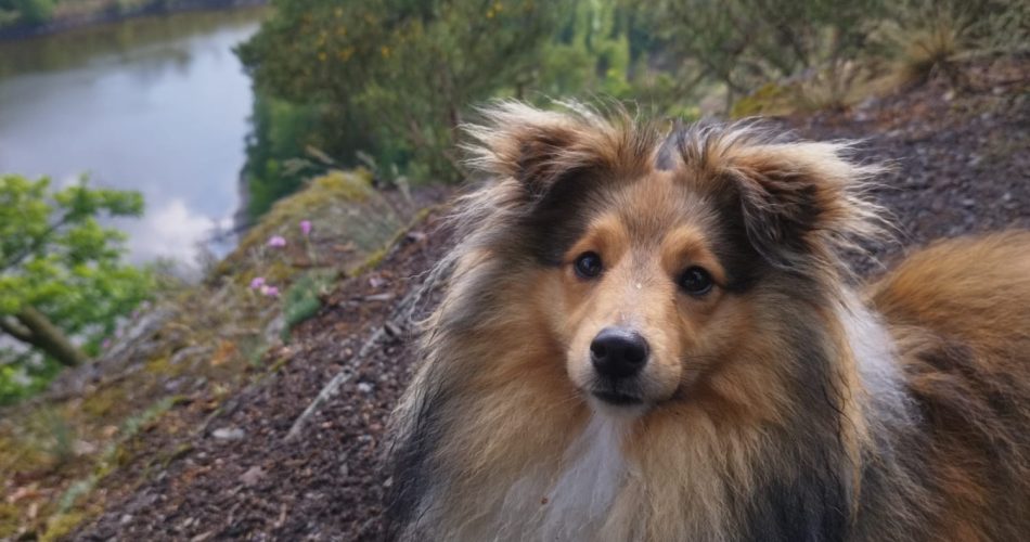 Somatic Silence mit Cosmo